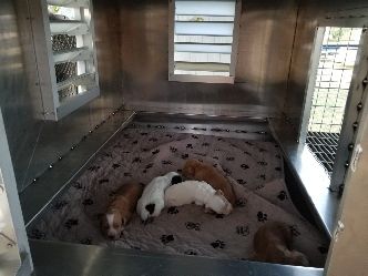 Whelping Pens